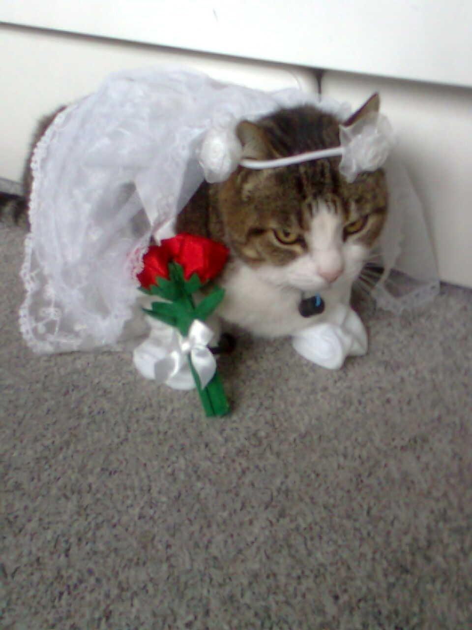 Huskat Tulle billede 1