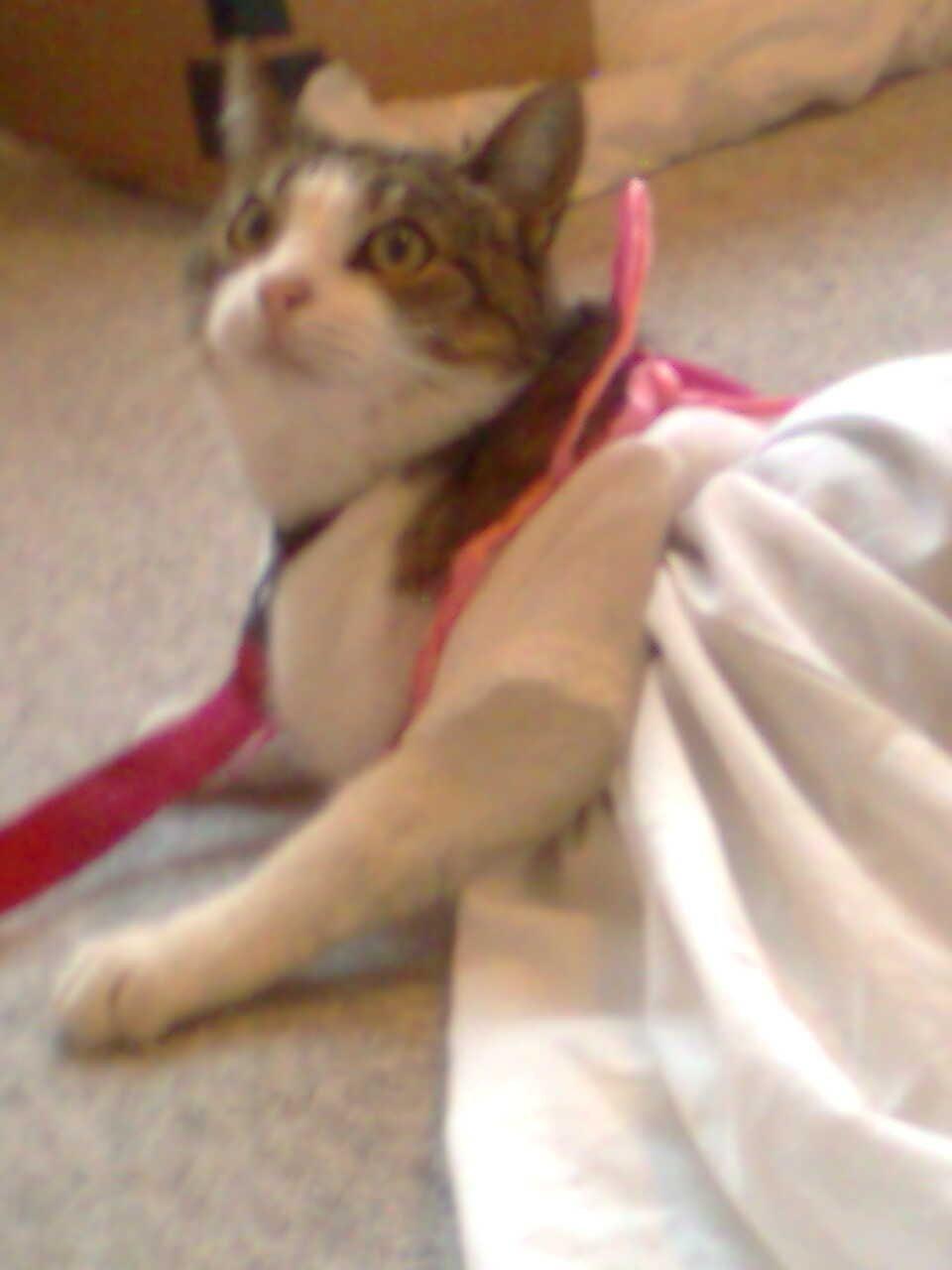 Huskat Tulle billede 2