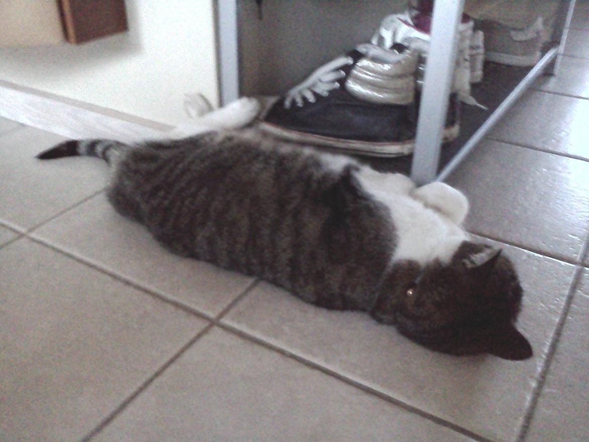 Huskat Tulle billede 3