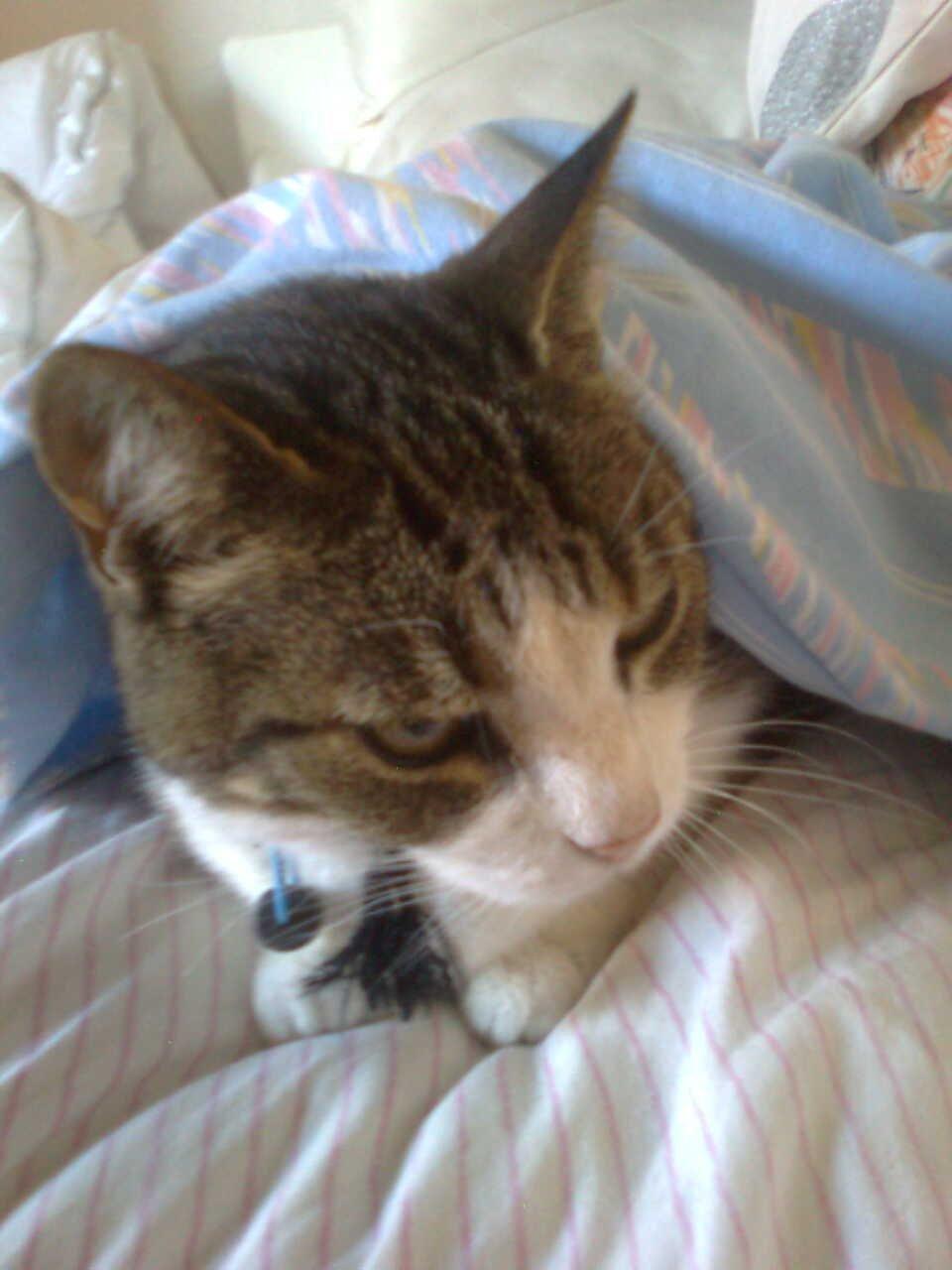 Huskat Tulle billede 4