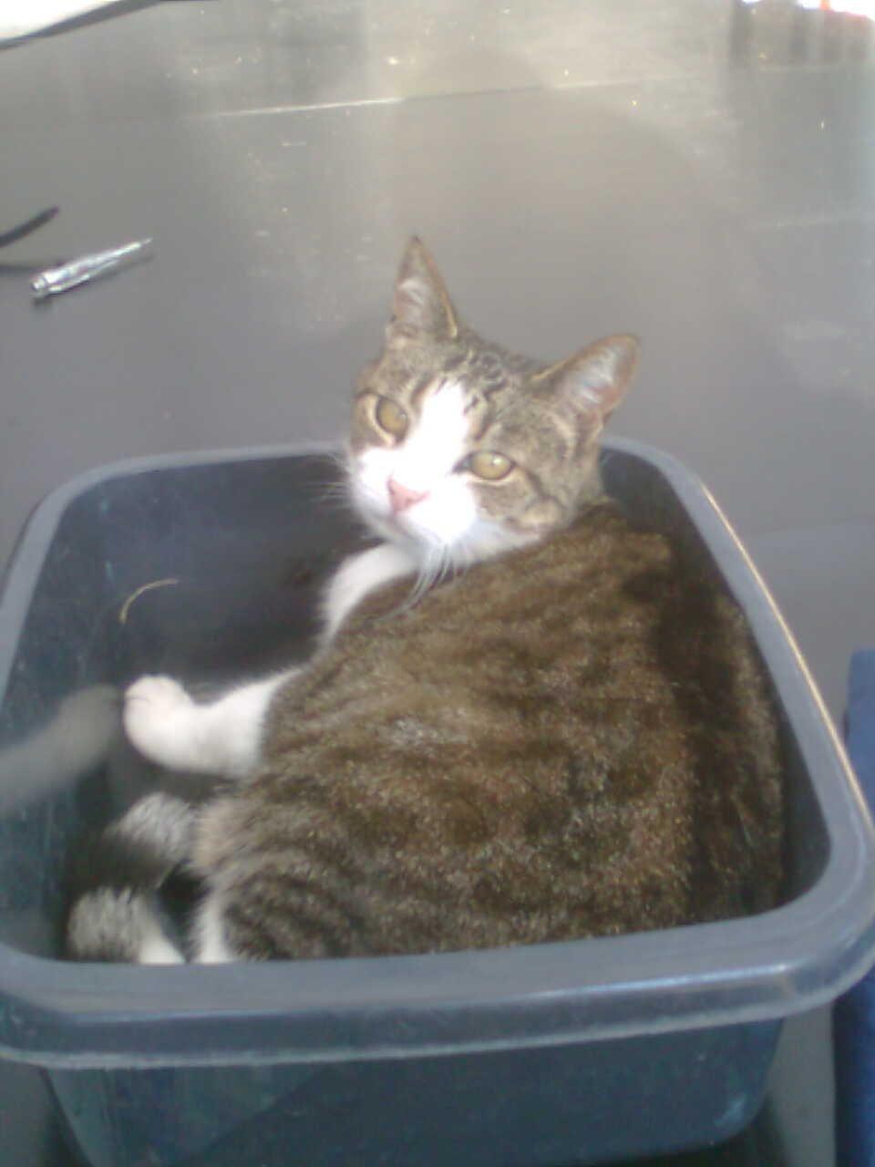 Huskat Tulle billede 6