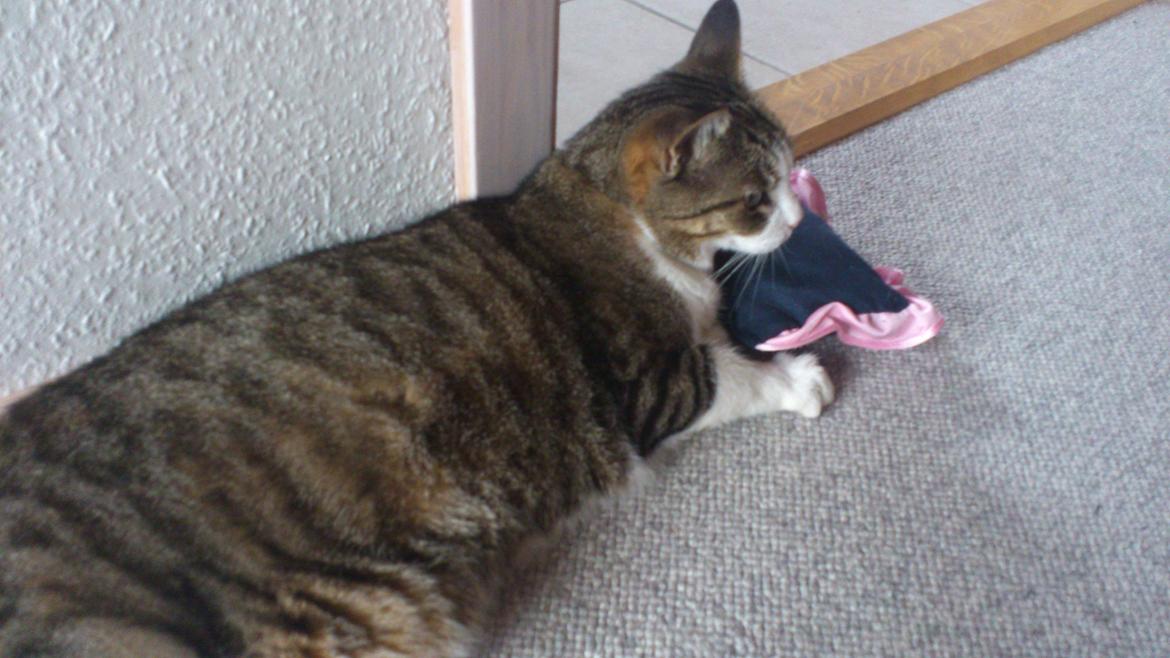 Huskat Tulle billede 8