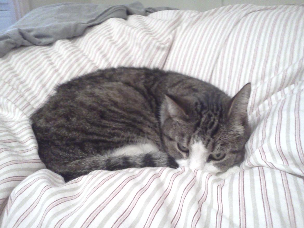 Huskat Tulle billede 10