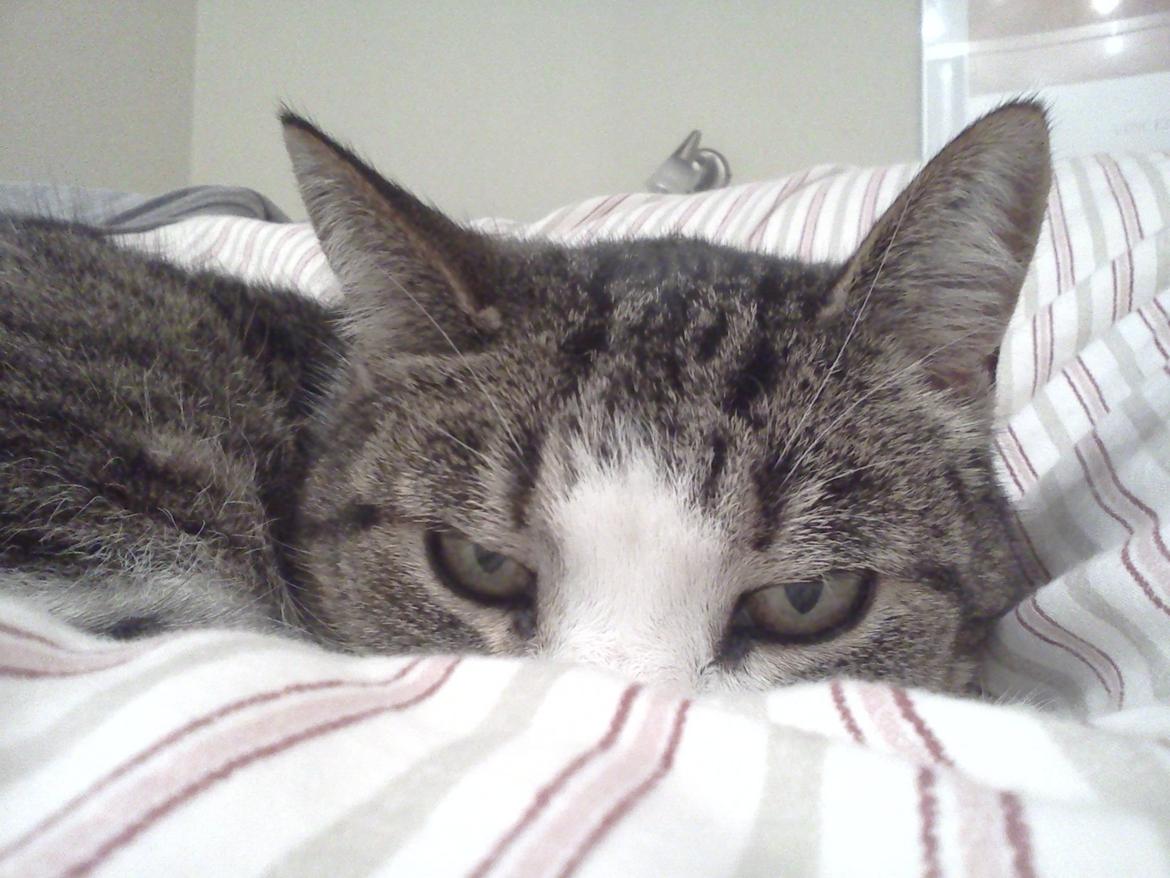 Huskat Tulle billede 11