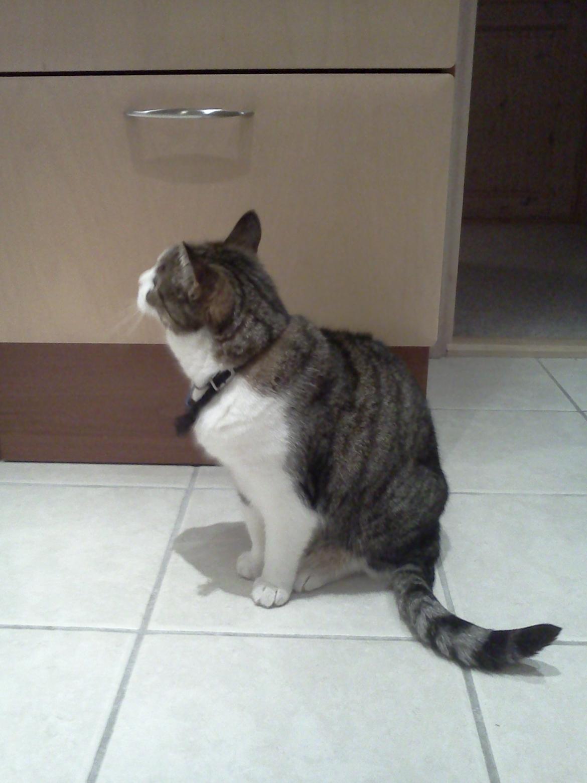 Huskat Tulle billede 12