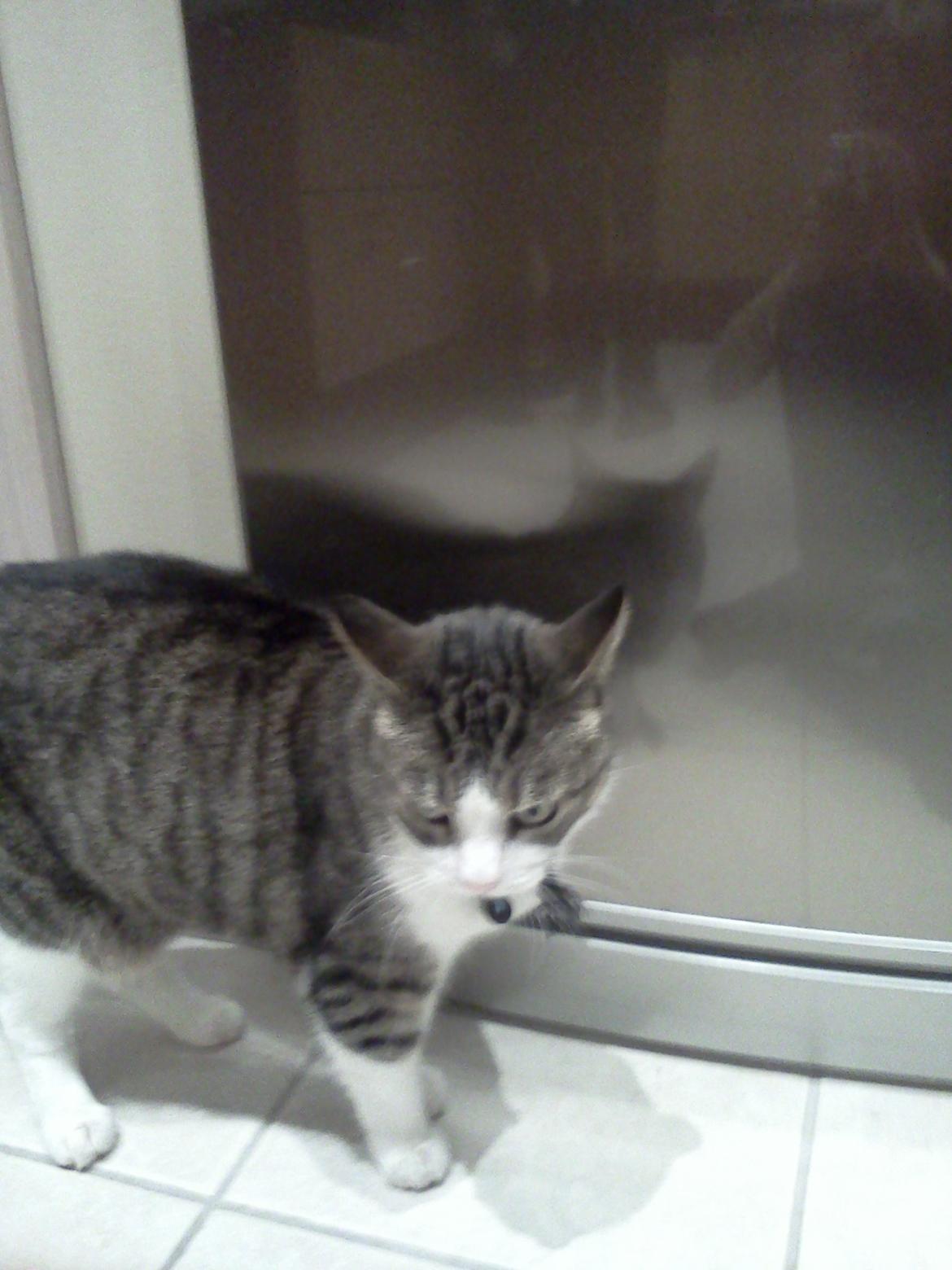 Huskat Tulle billede 13