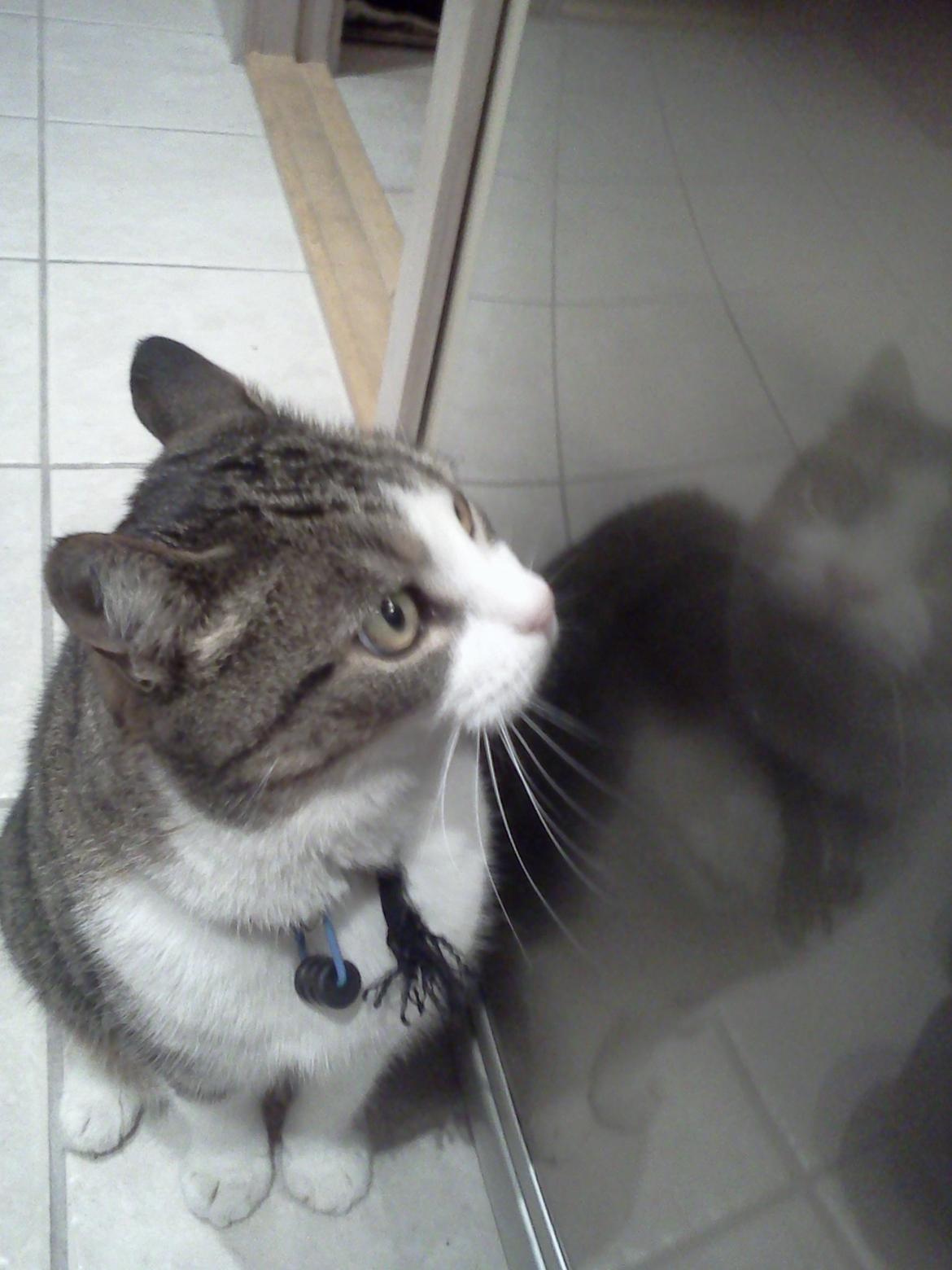 Huskat Tulle billede 14