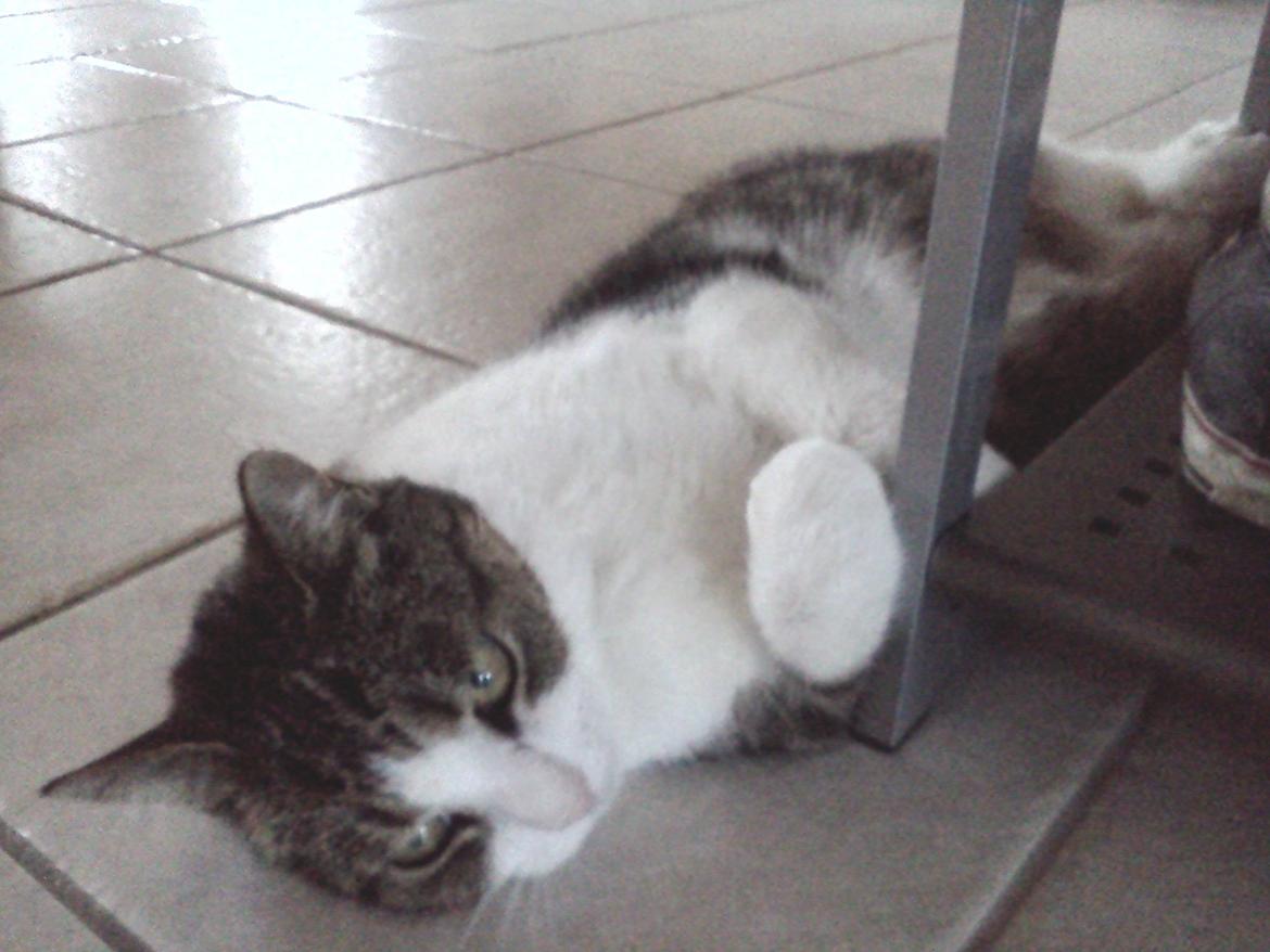 Huskat Tulle billede 15