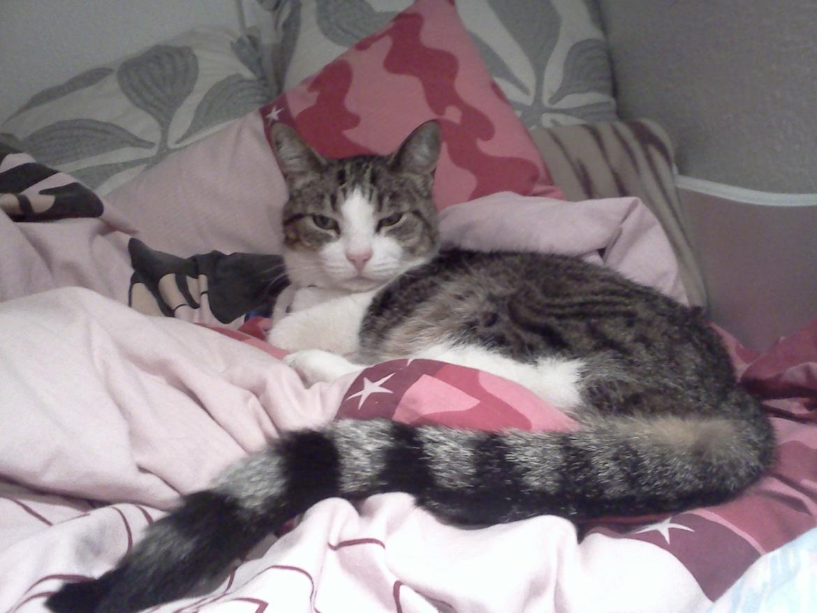 Huskat Tulle billede 16