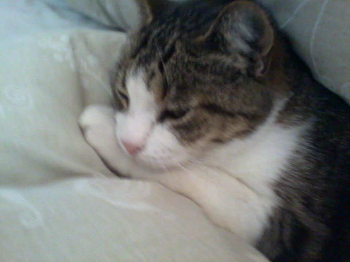 Huskat Tulle billede 17