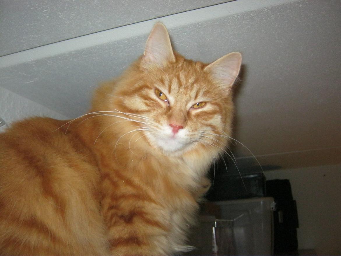 Kurilean Bobtail Pumelle´s Thomas O´Malley = Røde billede 6