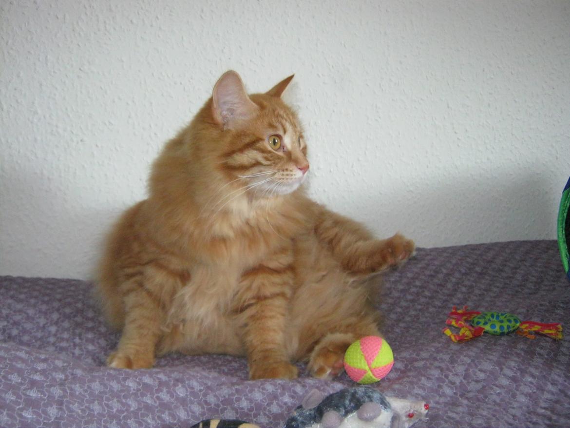 Kurilean Bobtail Pumelle´s Thomas O´Malley = Røde billede 9
