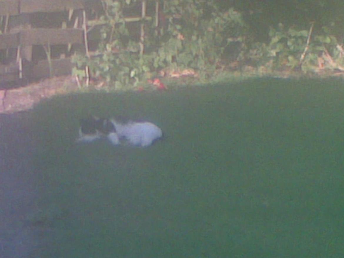 Huskat Buller billede 1