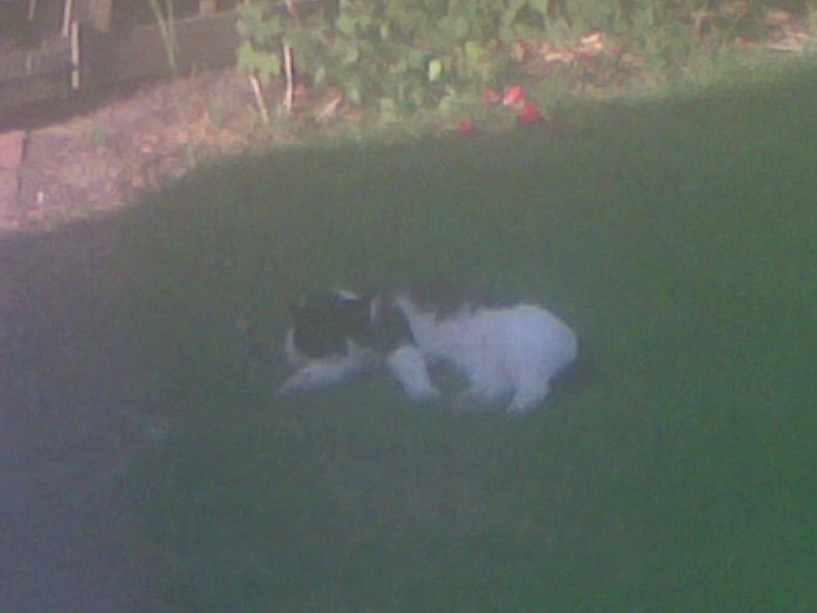 Huskat Buller billede 2