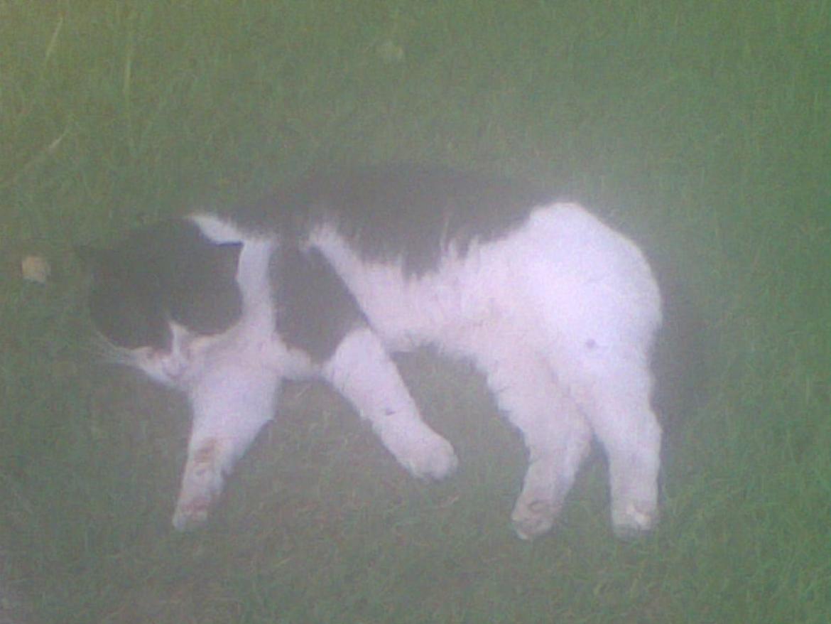 Huskat Buller billede 3