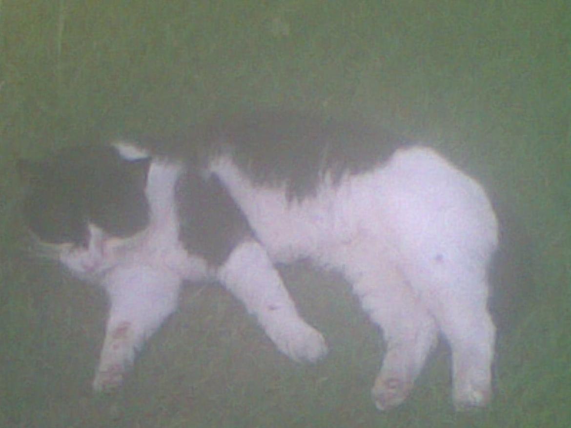 Huskat Buller billede 4