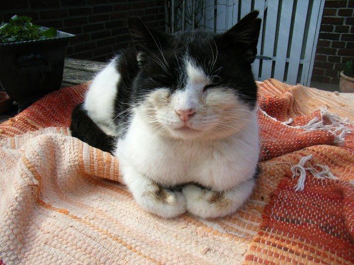 Huskat Buller billede 5