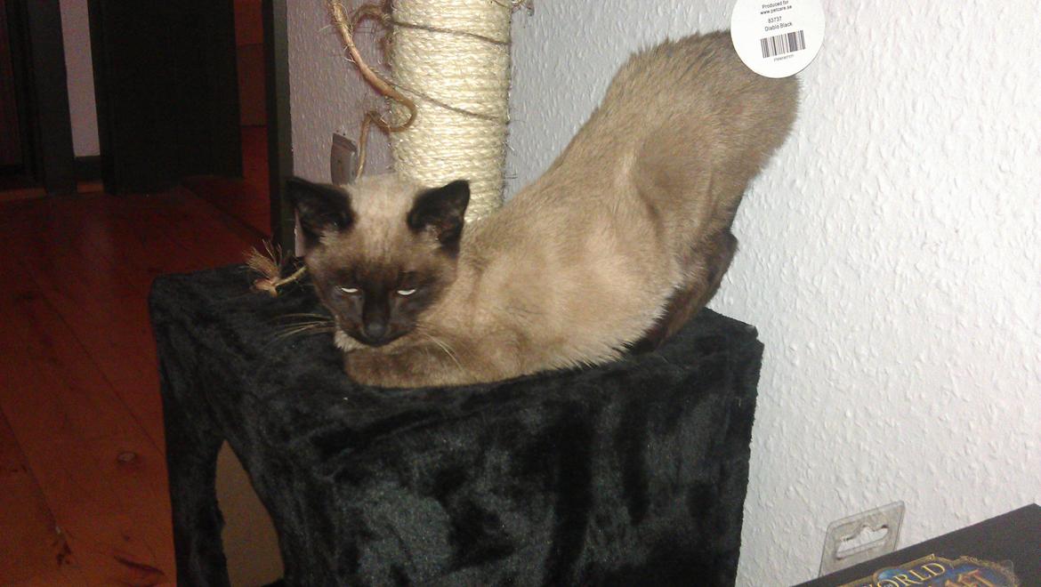Blanding af racer Chino - "Her ligger jeg godt.. aaah" billede 8