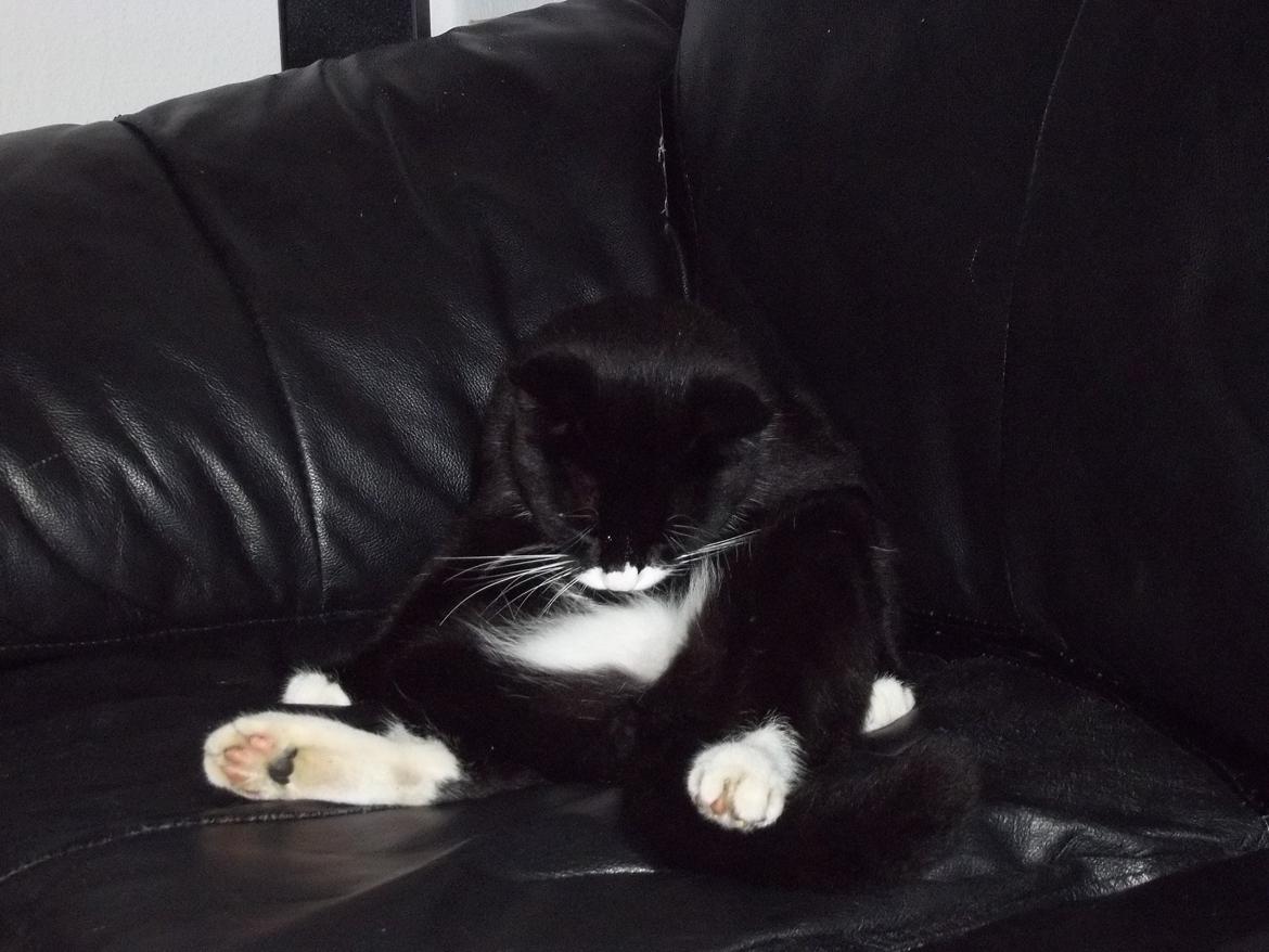 Huskat Bøffen billede 1