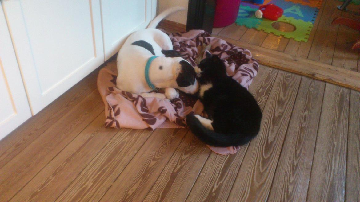 Huskat Bøffen billede 2