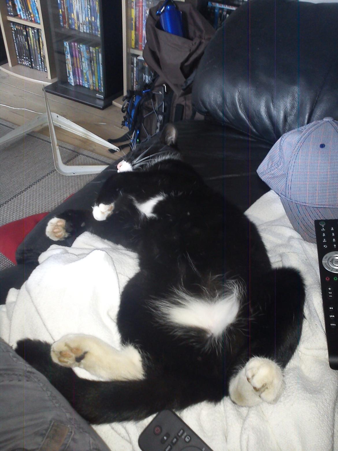 Huskat Bøffen billede 3