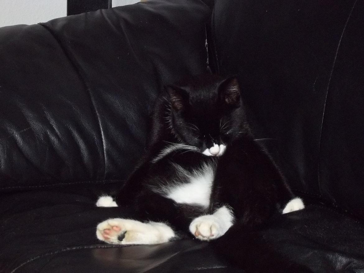 Huskat Bøffen billede 4