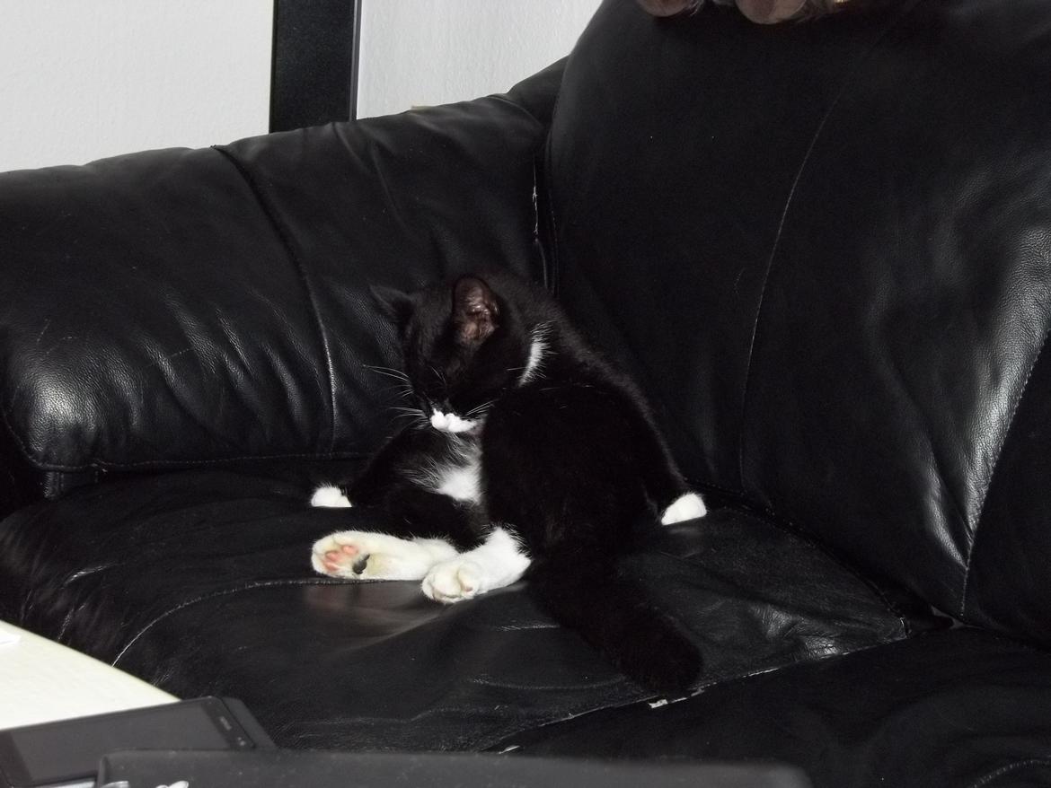 Huskat Bøffen billede 5