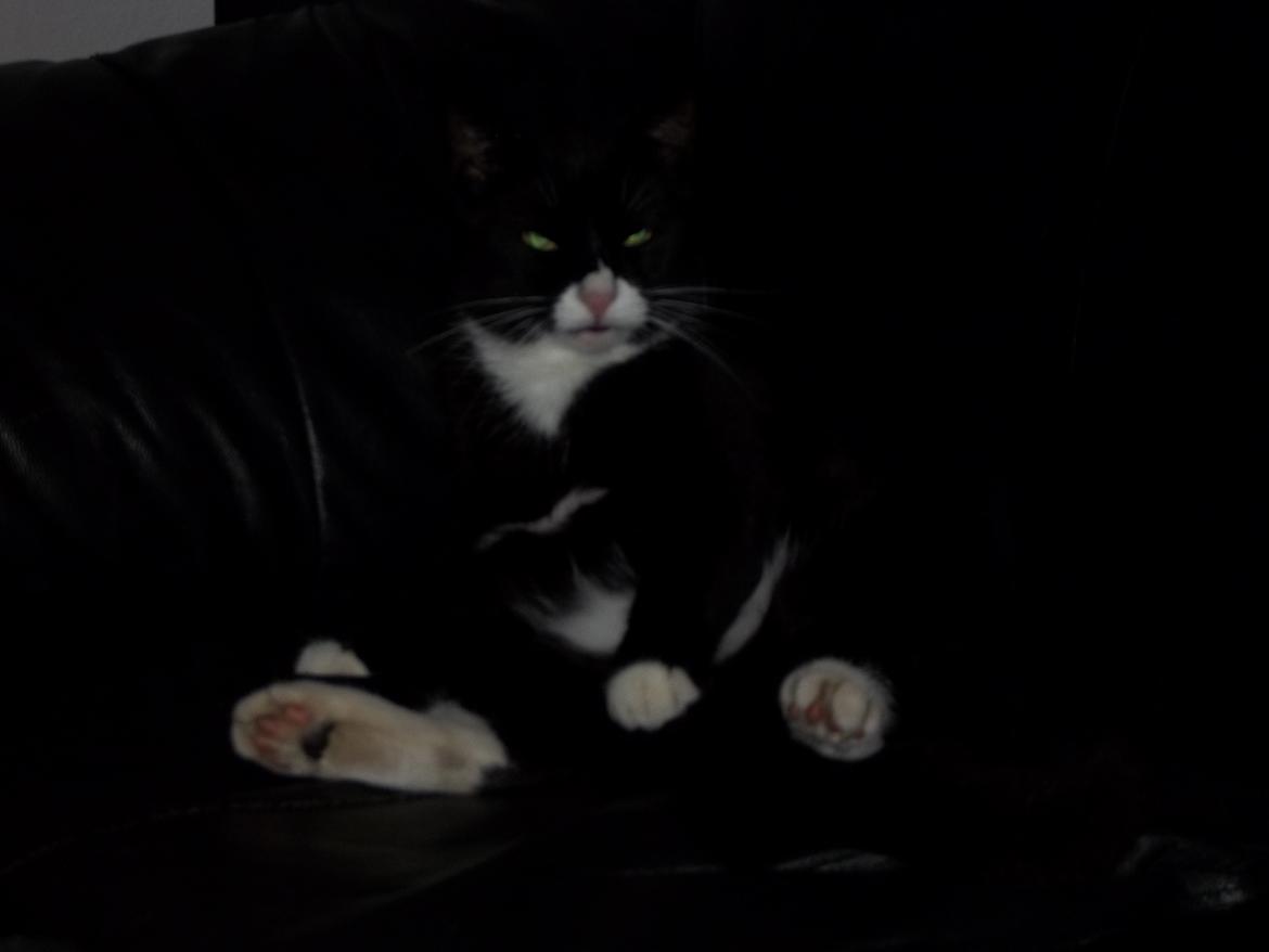 Huskat Bøffen billede 6