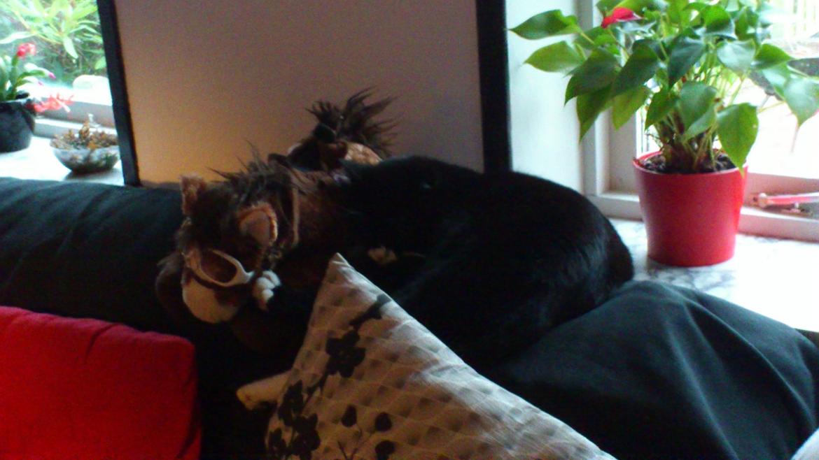 Huskat Bøffen billede 7