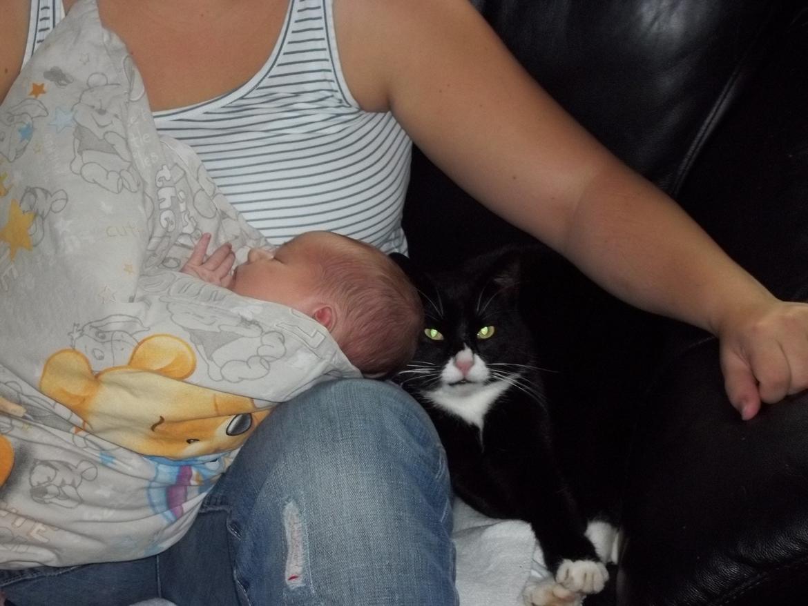 Huskat Bøffen billede 15