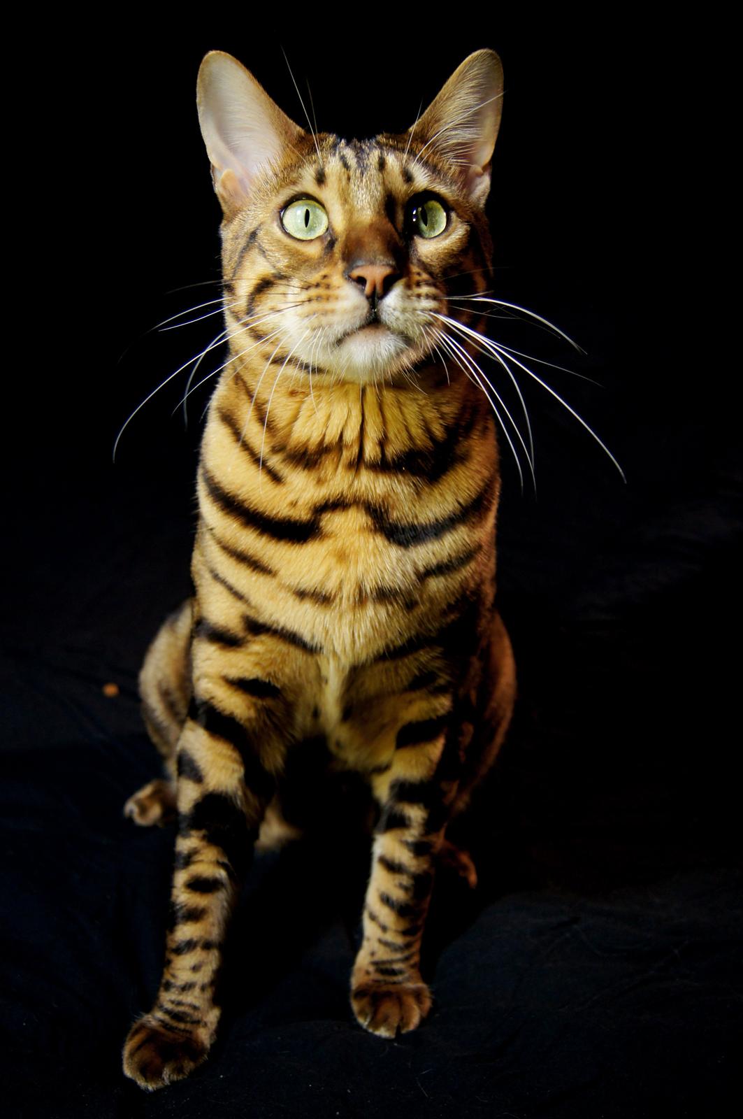 Bengal Kungsgarden I Am Rochester "Azrael" billede 3