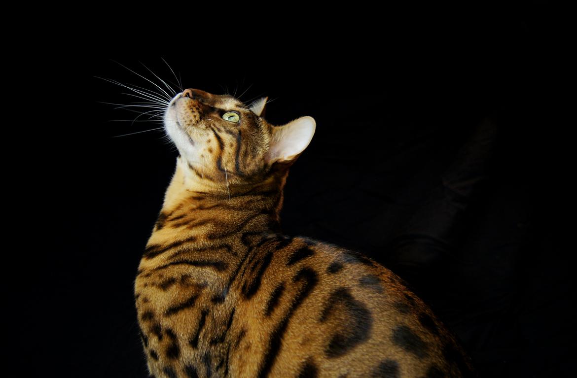 Bengal Kungsgarden I Am Rochester "Azrael" billede 1