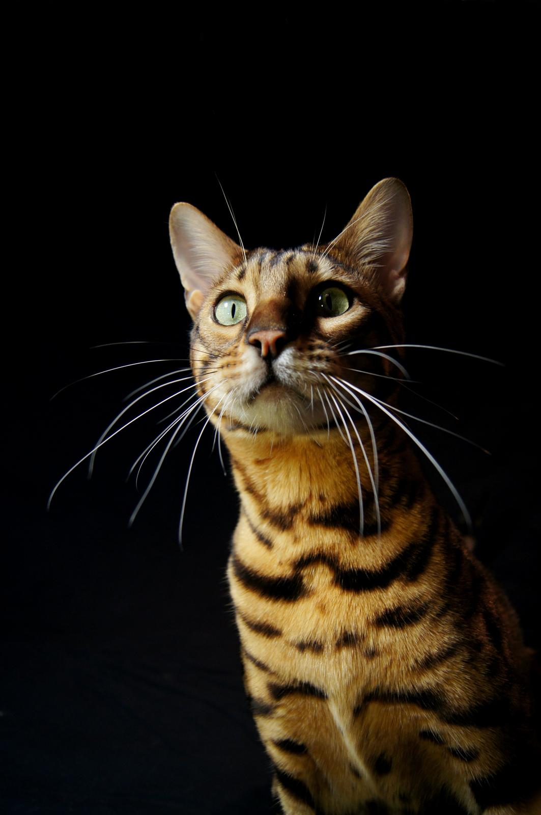 Bengal Kungsgarden I Am Rochester "Azrael" billede 2