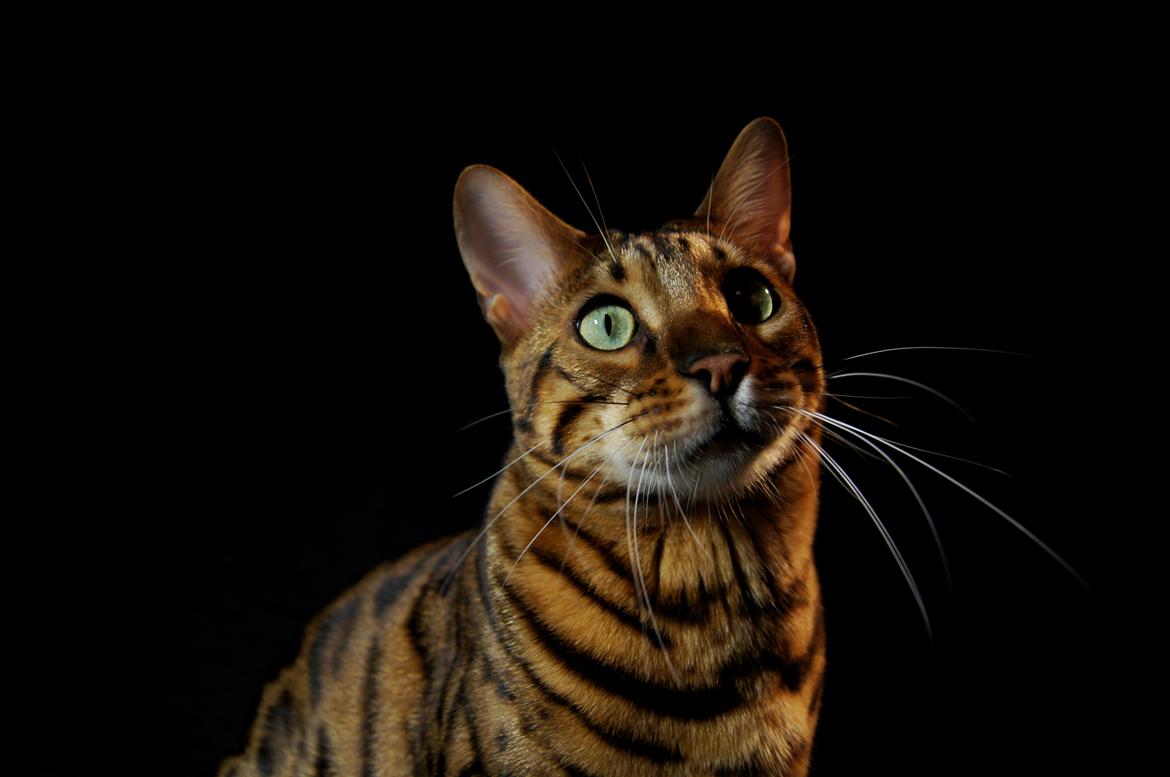 Bengal Kungsgarden I Am Rochester "Azrael" billede 4