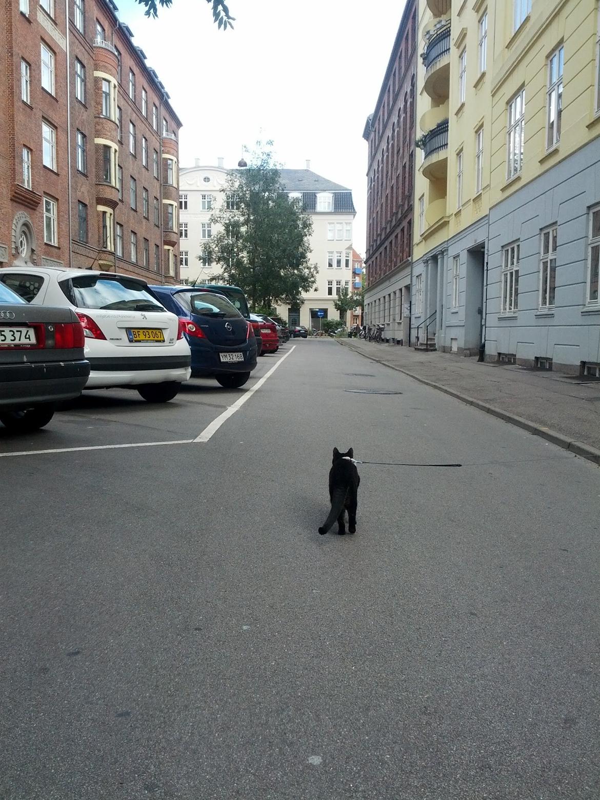 Huskat Amanda Tapping the Cat - Ude og gå tur i snor for første gang. Fagre nye STORE verden. billede 2