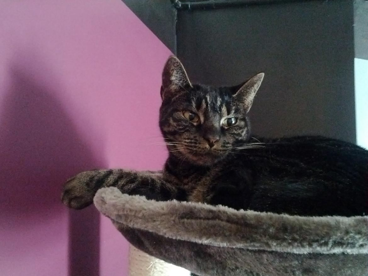 Huskat Amanda Tapping the Cat - Enhver kat fortjener at ligge højest! billede 3