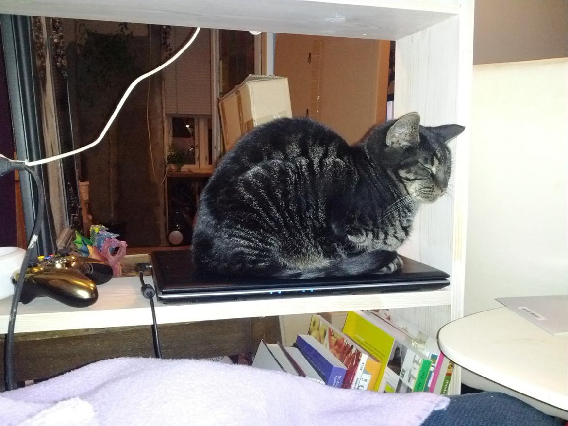 Huskat Amanda Tapping the Cat - Sikke en dejlig varm flad plastikkasse - den må da være til at skulle ligge på. billede 4