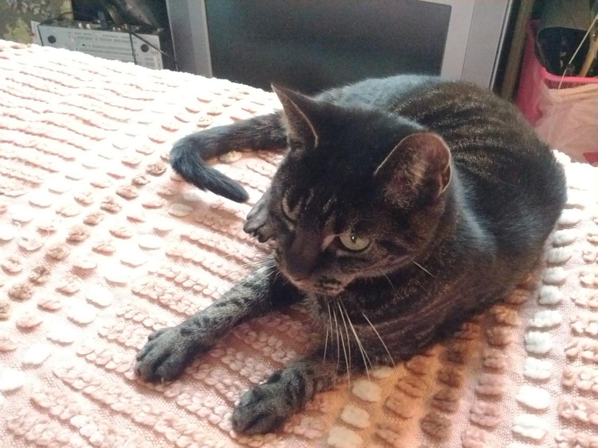 Huskat Amanda Tapping the Cat - Mmmhhh - det lyserøde sengetæppe. billede 5