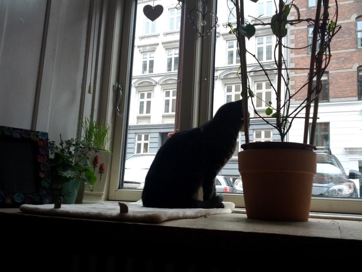 Huskat Amanda Tapping the Cat - "Fjernsyns"-kigning.  billede 6