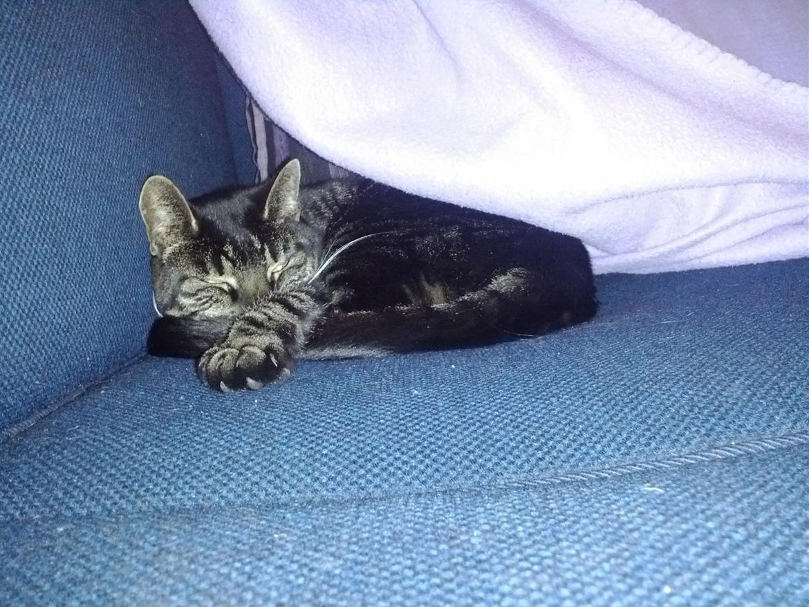 Huskat Amanda Tapping the Cat - Sofaen er altså bedst at ligge i, når den er overdækket. billede 7