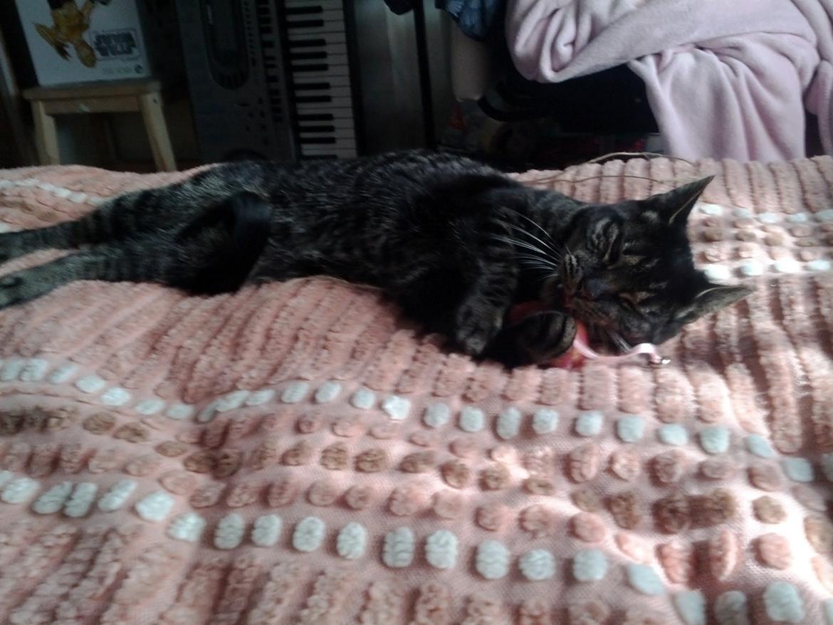 Huskat Amanda Tapping the Cat - Mmmmhhh - igen, det lyserøde sengetæppe. billede 8