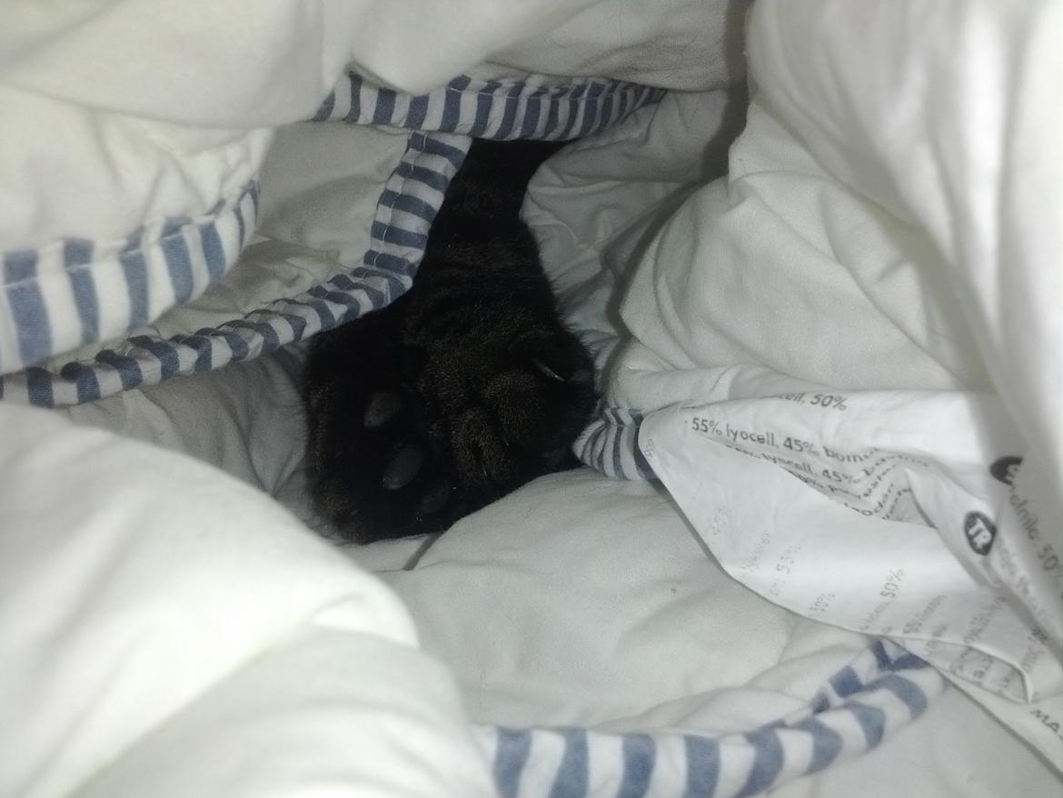 Huskat Amanda Tapping the Cat - Nyvasket dyne - den skal da indvies. billede 9