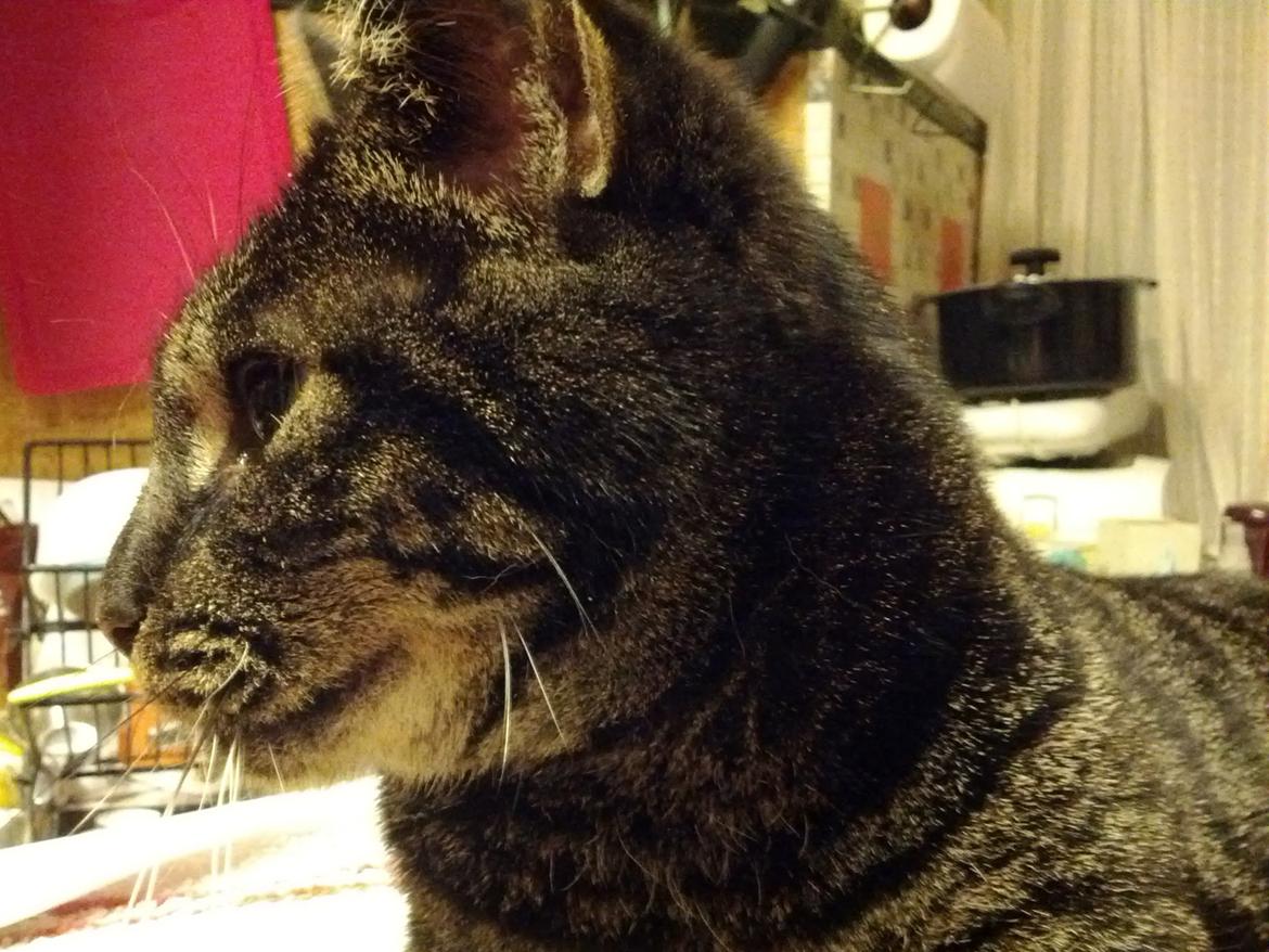 Huskat Amanda Tapping the Cat - Blød, blød, blød kat! billede 1