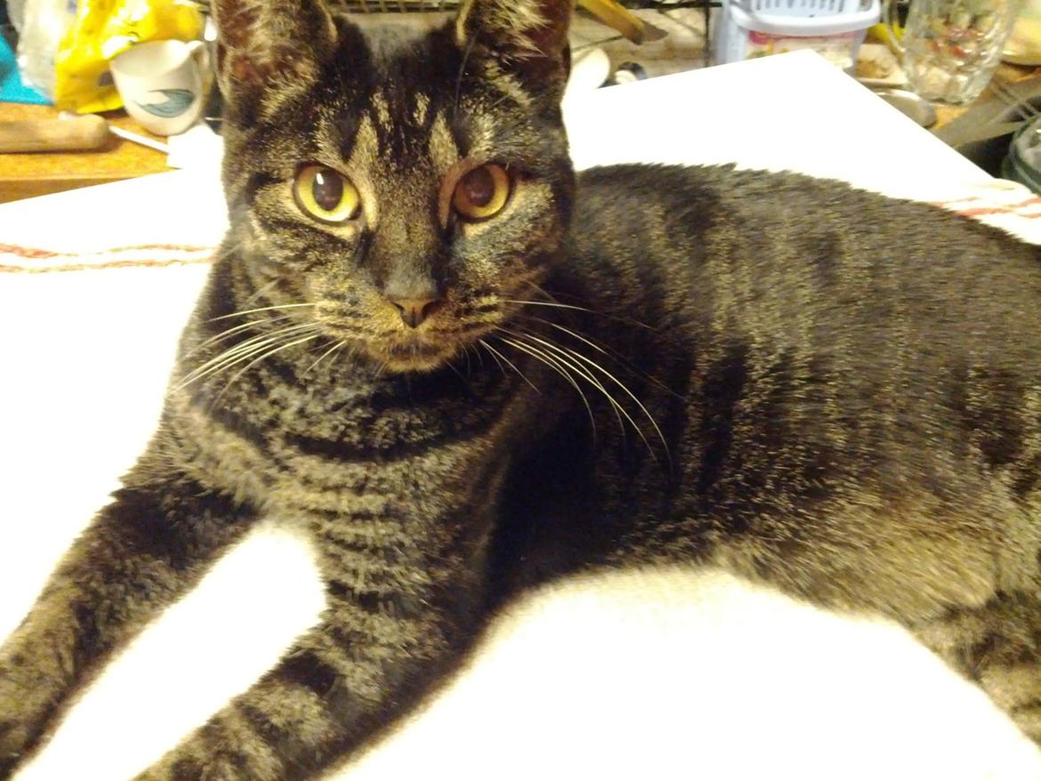 Huskat Amanda Tapping the Cat - You looking at me, punk? billede 10