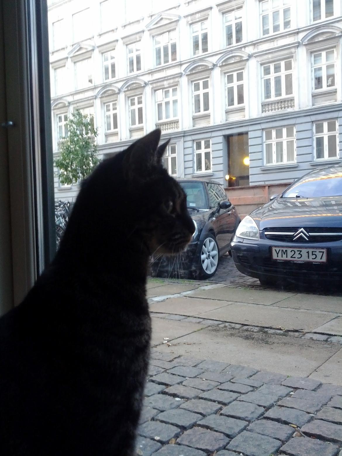 Huskat Amanda Tapping the Cat - Hov! Er det en kat derude? Har den fået lov til at gå der?? billede 11