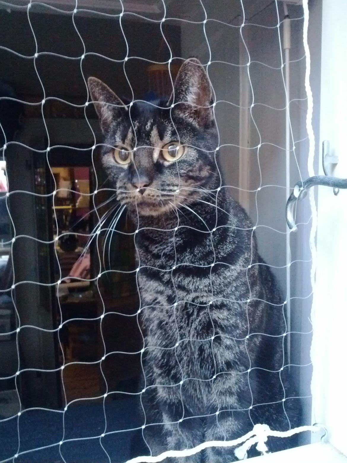 Huskat Amanda Tapping the Cat - Velkommen hjem fra arbejde. Miav. billede 12