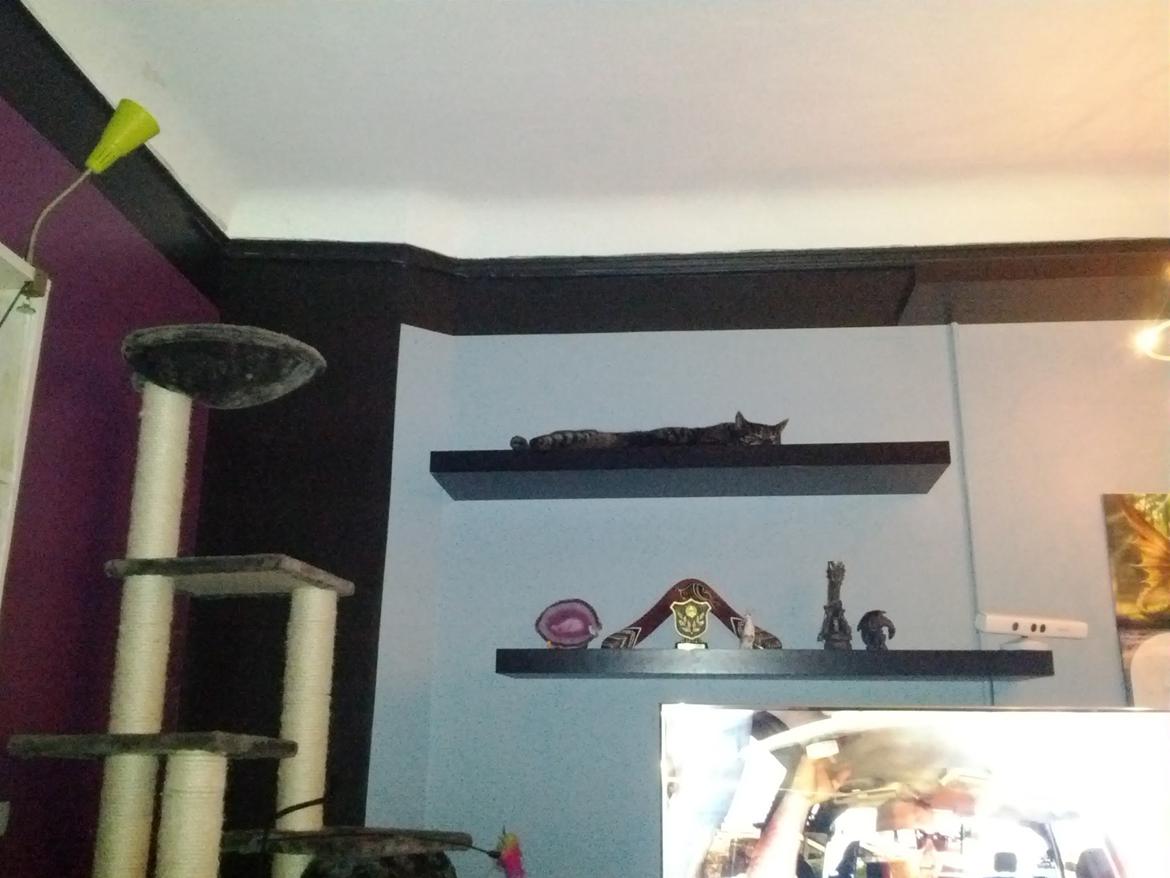 Huskat Amanda Tapping the Cat - Når kattesengen bliver for varm, så er det jo dejligt at der er en kold hylde man kan flade ud på billede 13