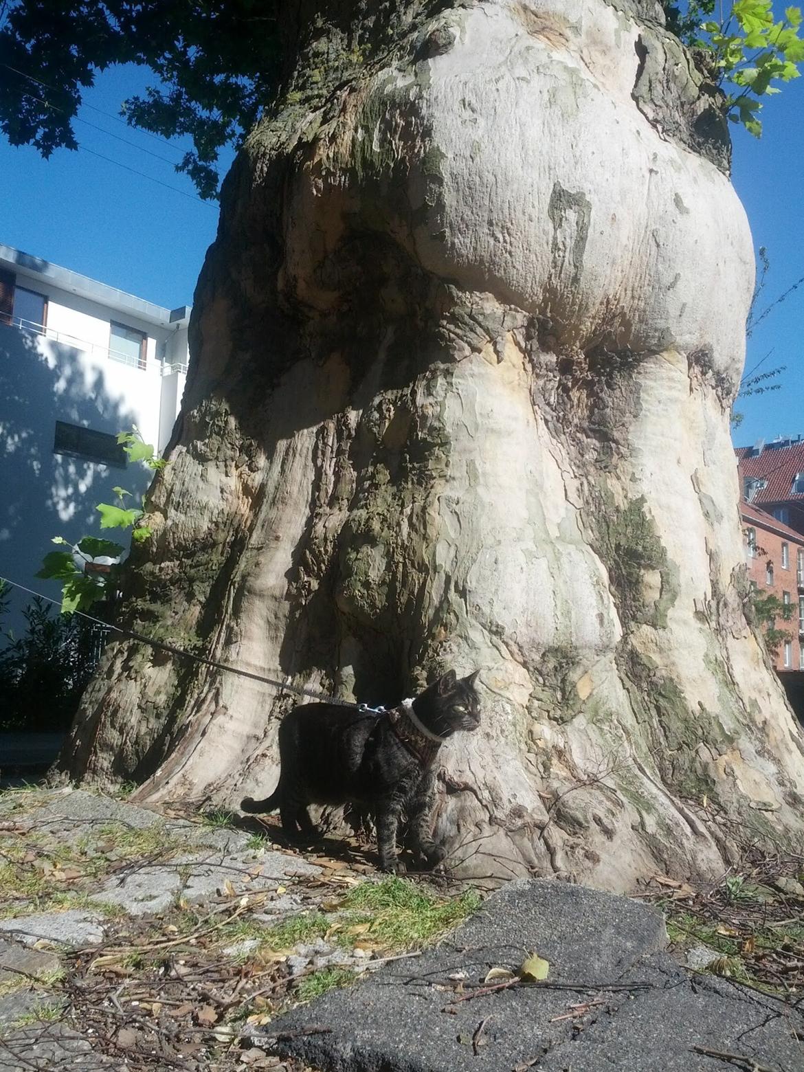 Huskat Amanda Tapping the Cat - En kat må vælge sine kampe. Dette træ er i hvert fald for stort! billede 14
