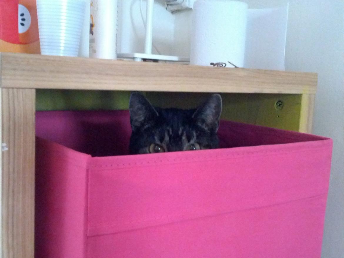 Huskat Amanda Tapping the Cat - Den farlige kat har gemt sig og er klar til angreb. billede 15