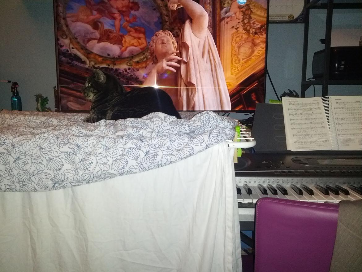 Huskat Amanda Tapping the Cat - Rent vasketøj. Det skal nydes. billede 16